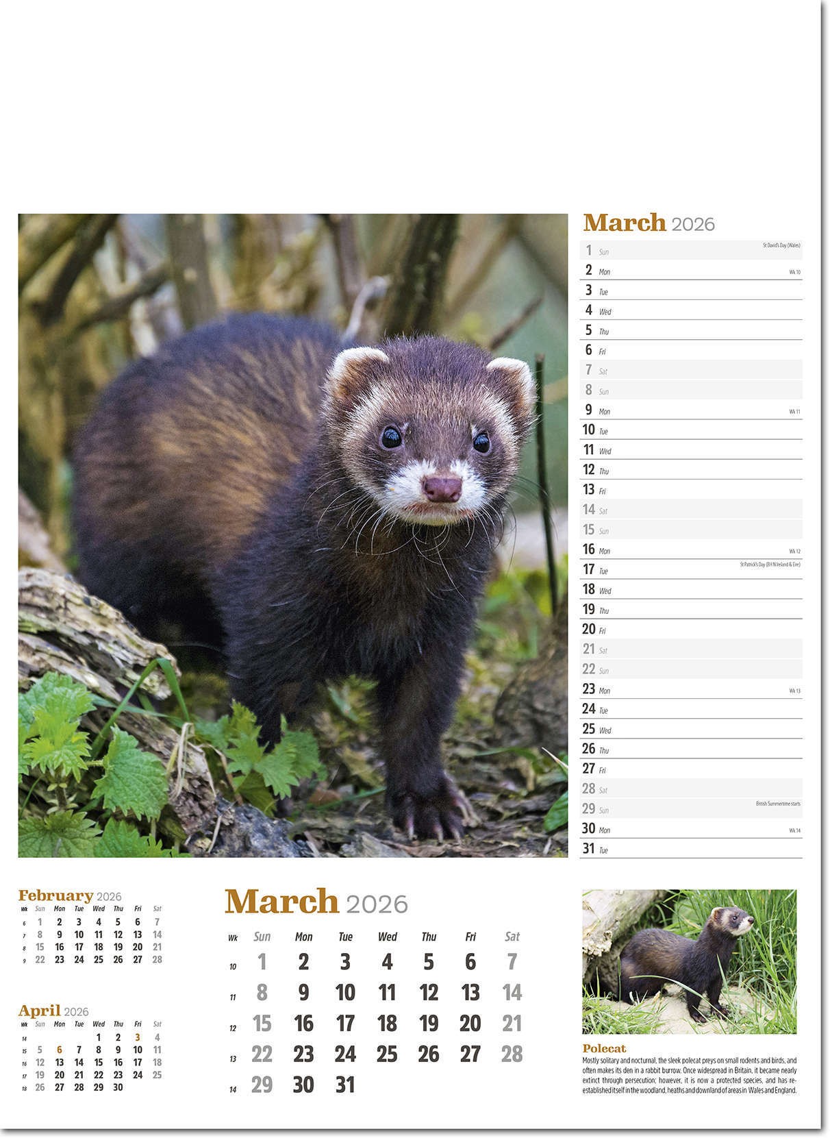 Wildlife in Britain Wall Calendar