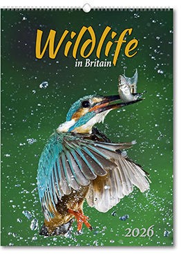 Wildlife in Britain Wall Calendar